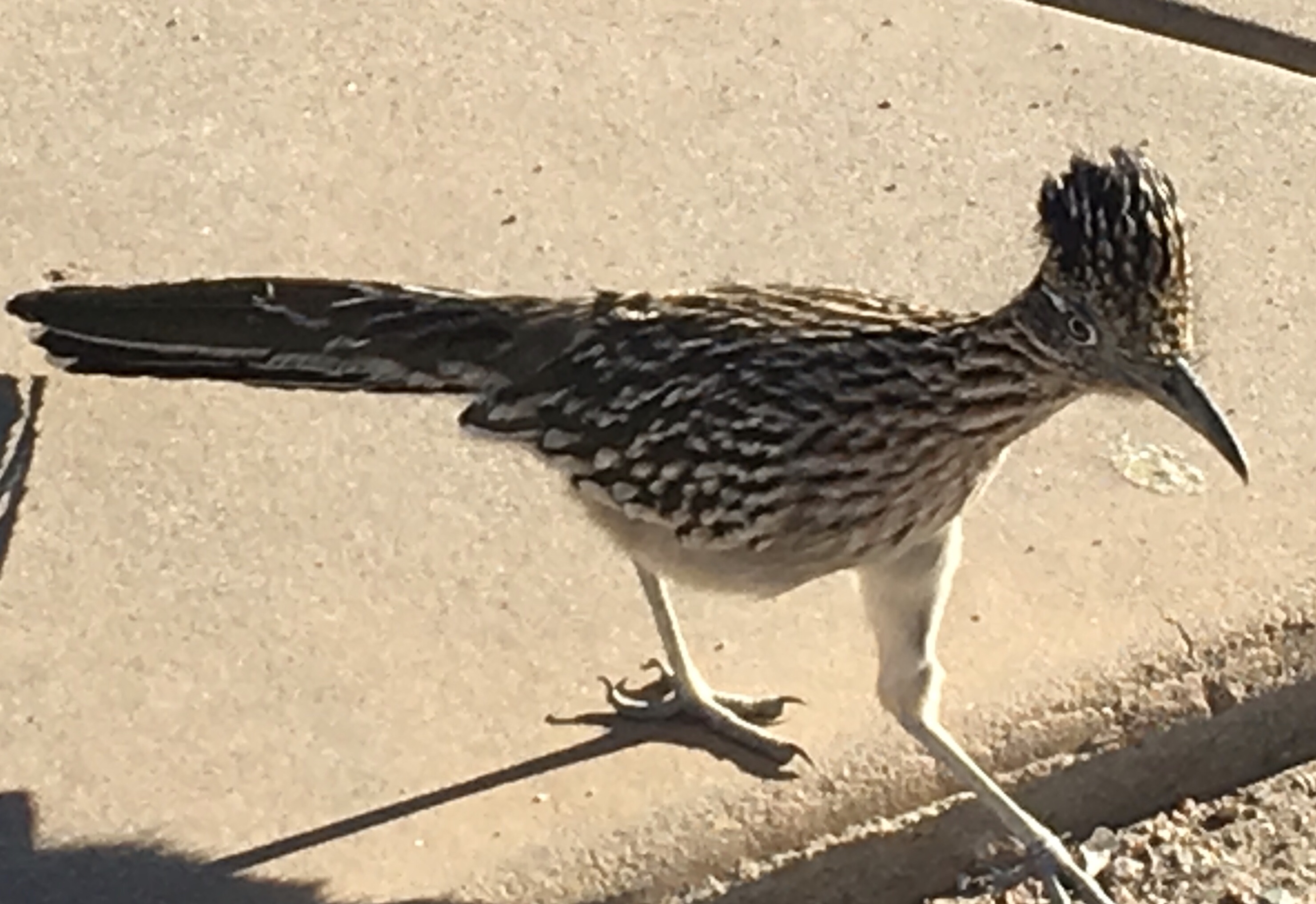 road runner