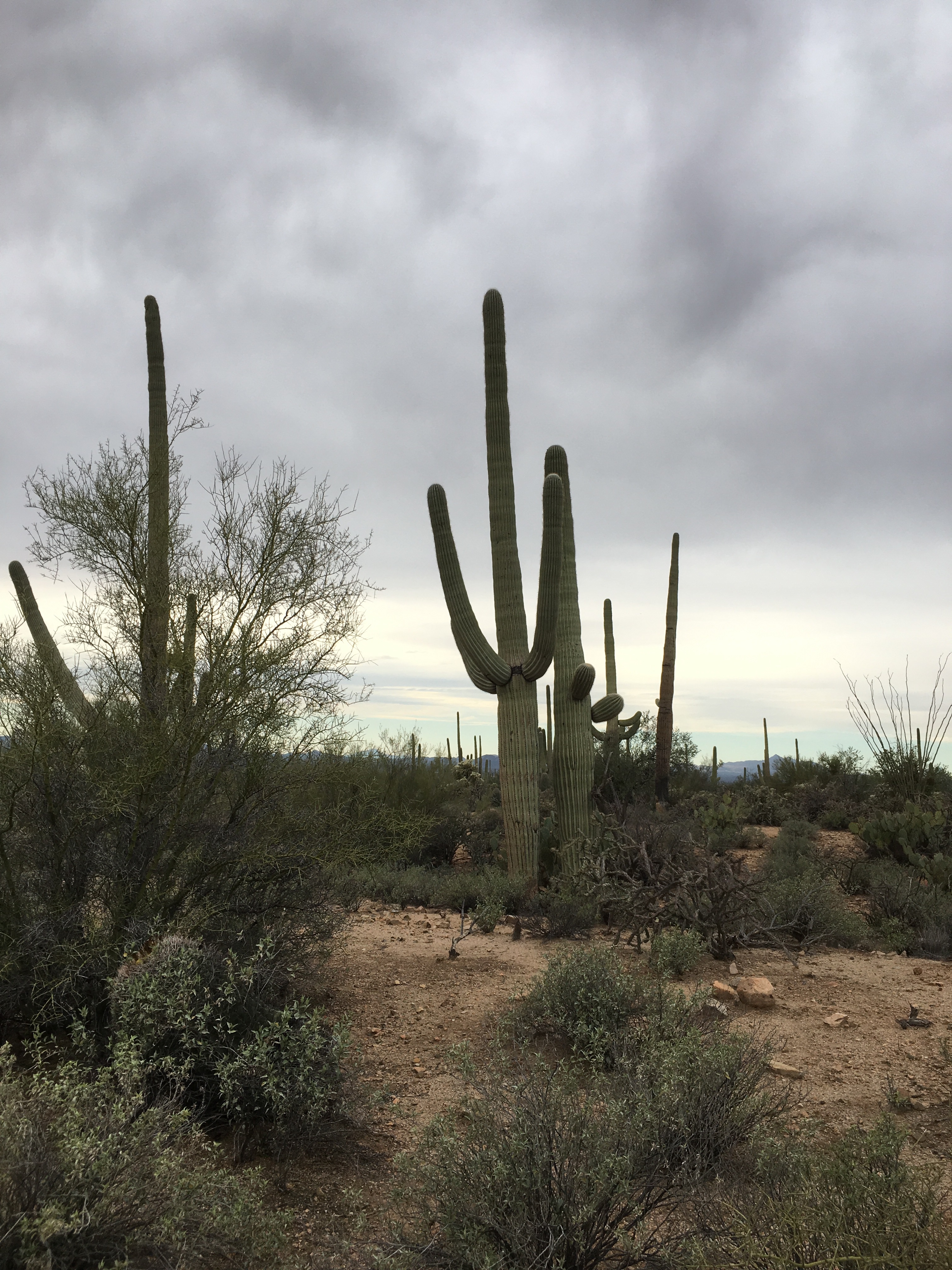 Saguaro Unfiltered