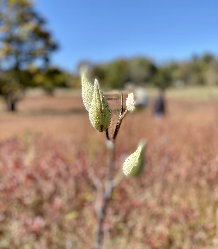 milk weed