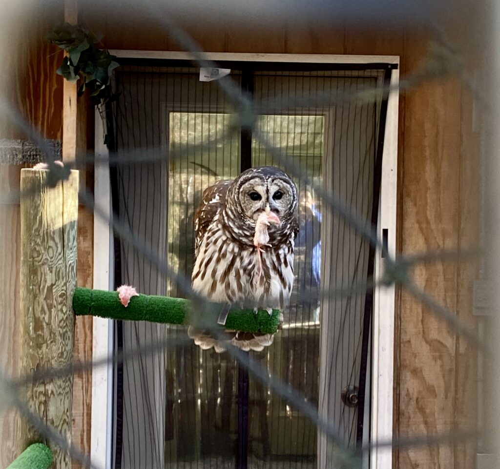 Barn Owl feeding