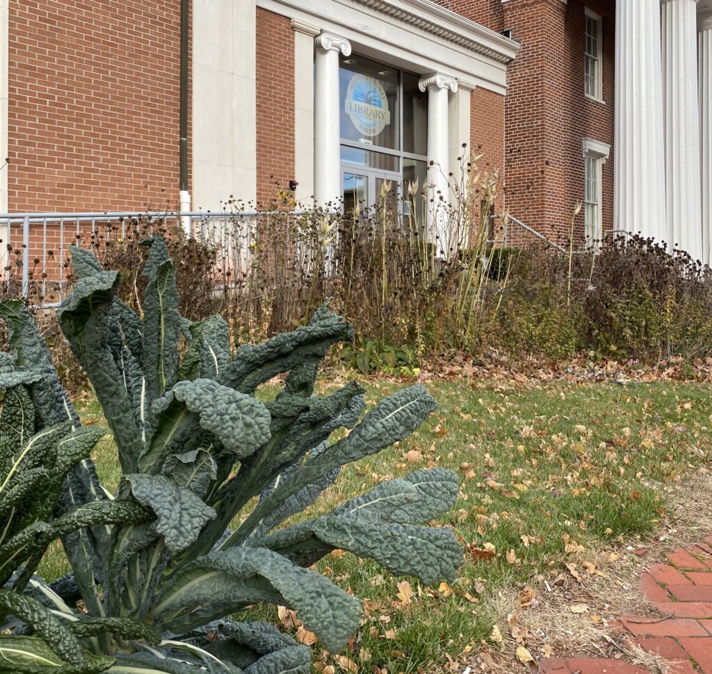 Lacinato Kale at the Library