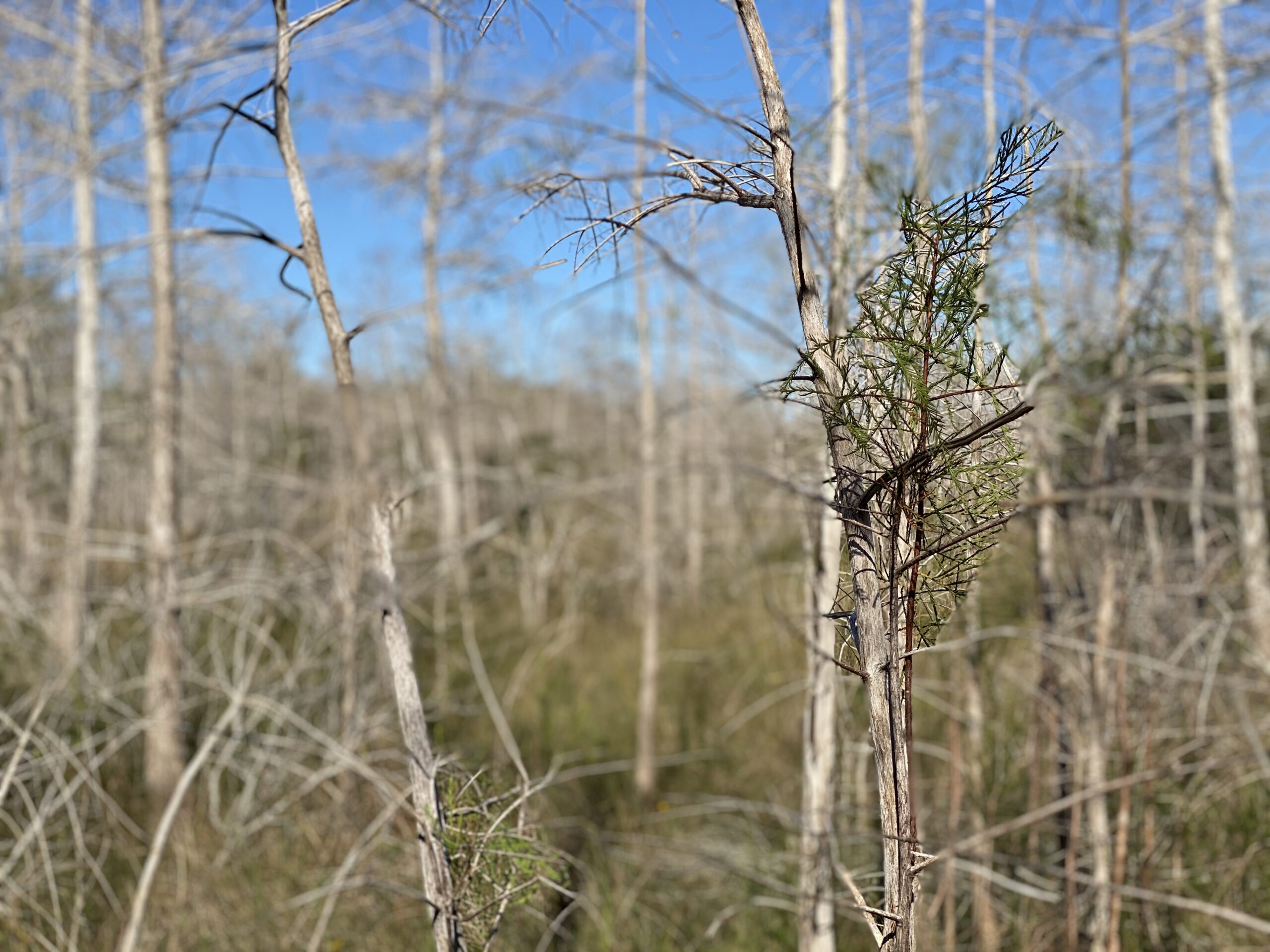 Big Adventure in Big Cypress