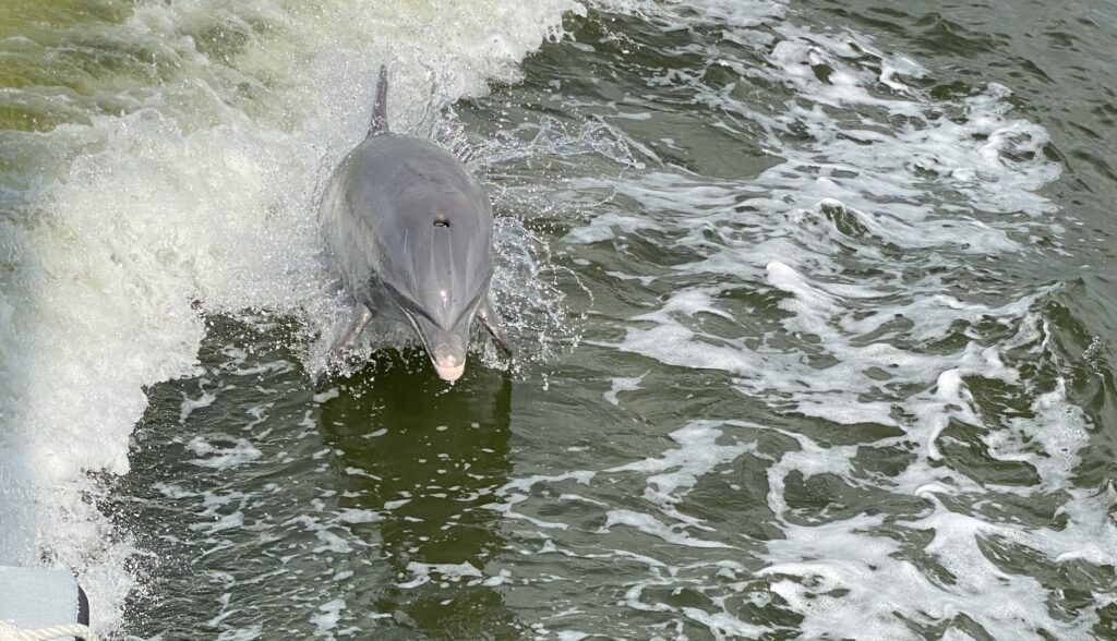 Find Your Porpoise in the Everglades - Sheric Adventures