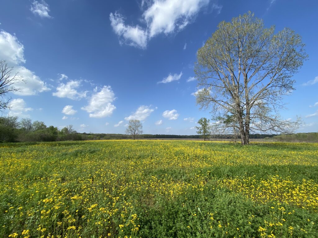 Louisiana meadow