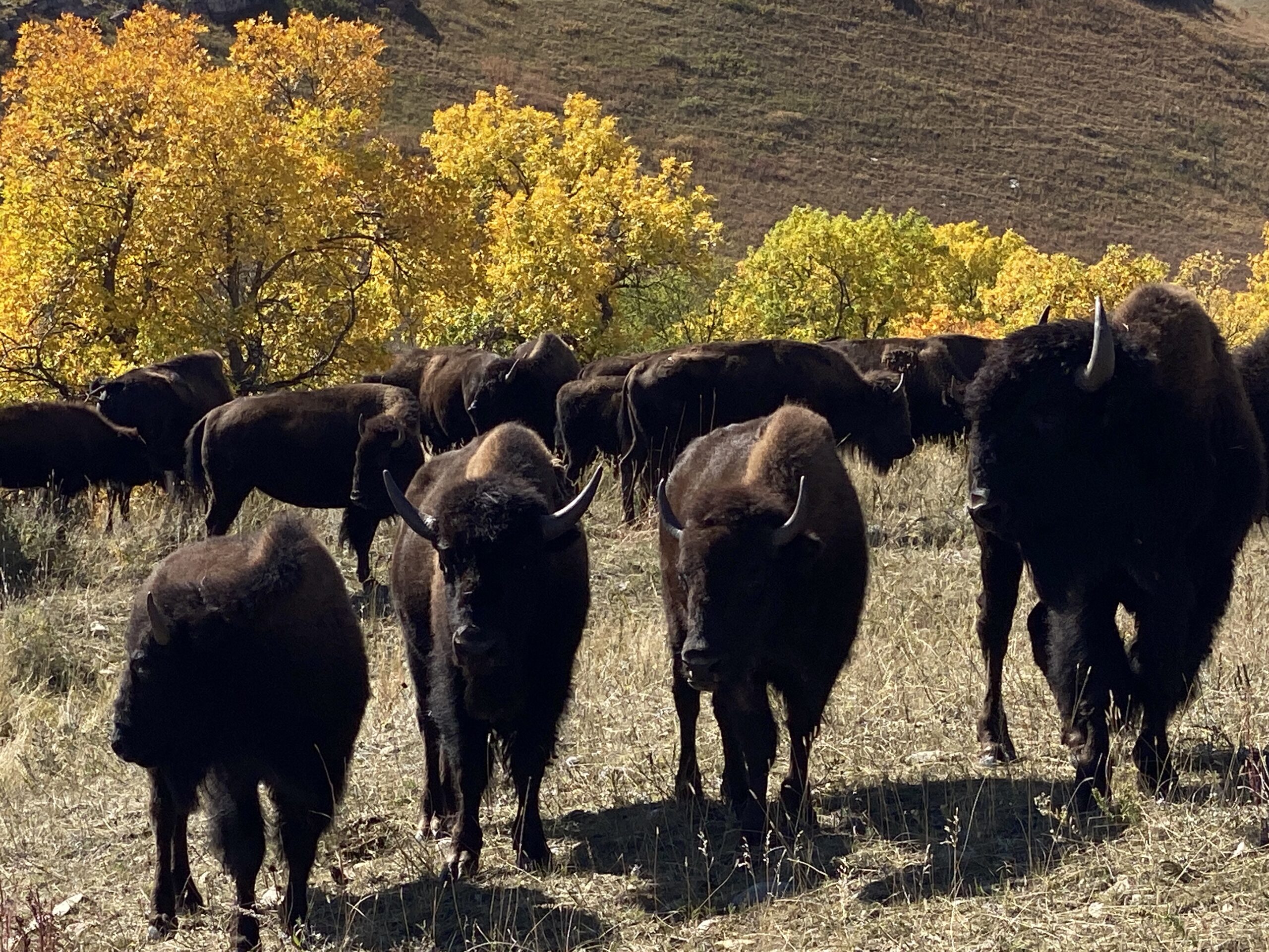 Buffalo Roundup