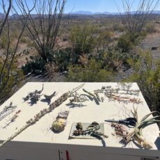 A Simple Life on The Ranch